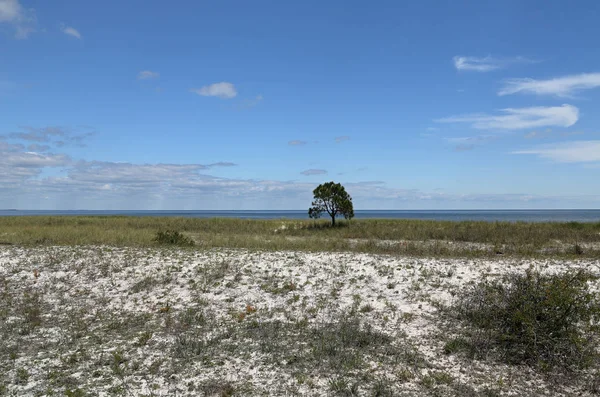 Самотнє далеке соснове дерево на порожньому трав'яному пляжі — стокове фото