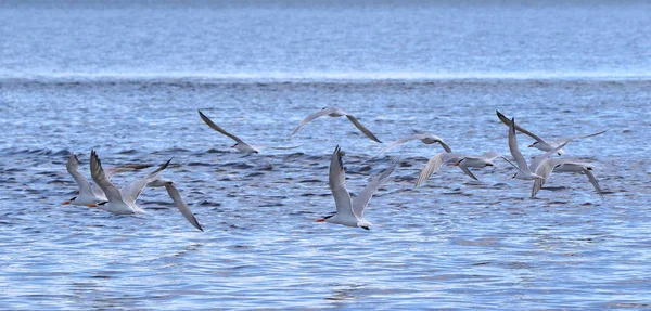 Каспийские крачки летают низко над стальной голубой водой — стоковое фото