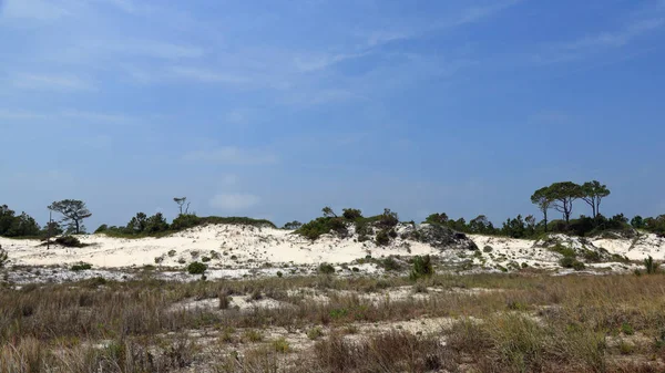 Pini e arbusti che crescono su una duna di sabbia matura — Foto Stock
