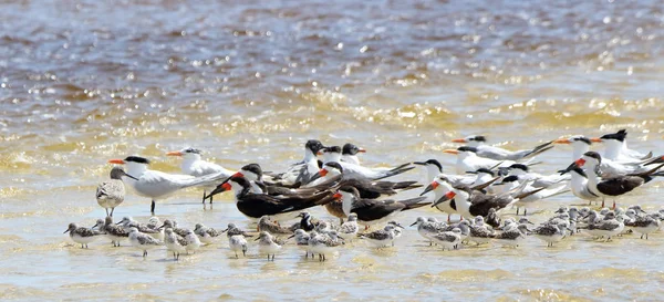 Sığ deniz suyunda siyah skimmers, martılar ve Willets zımparalama