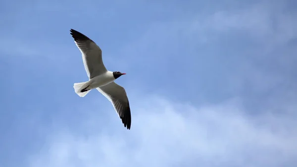 Mås med vingar spridda mot en blå himmel — Stockfoto