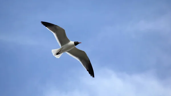Gaivota com asas estendidas contra um céu azul — Fotografia de Stock