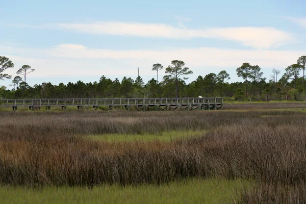 Boardwalk through trees and grasses in a saltwater marsh — Stock Photo, Image