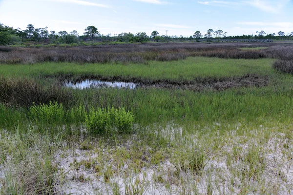 Trees  and grasses in a saltwater marsh — Stock Photo, Image