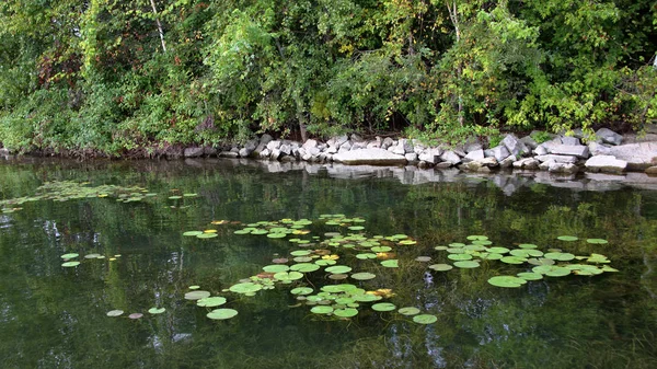 Lilly pads on a rivers edge with rocks and trees — Stock Photo, Image