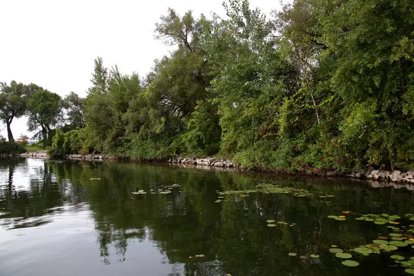 Árboles, rocas y lilly pads en una bahía a lo largo de un río — Foto de Stock