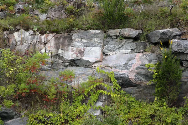 Τοίχο βράχου με θάμνους και τα αμπέλια — Φωτογραφία Αρχείου