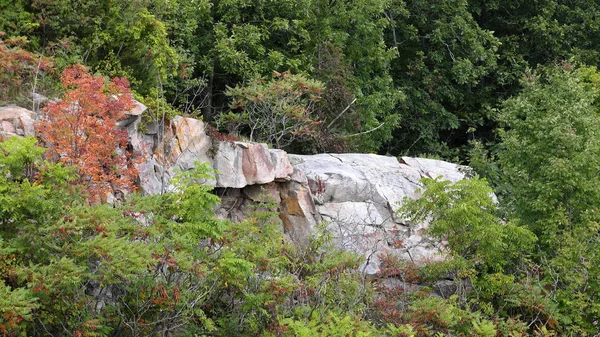 Rock wall with trees and shrubs — Stock Photo, Image