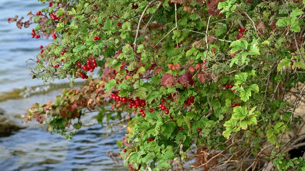 Bagas vermelhas no arbusto com folhas vermelhas de terra verde — Fotografia de Stock