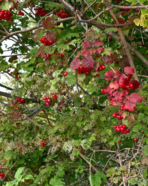 Rote Beeren am Strauch mit grünen, roten Blättern — Stockfoto
