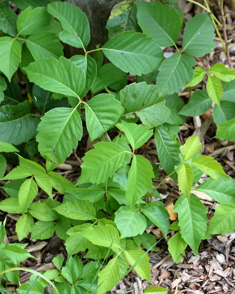 Klein stukje poison ivy — Stockfoto