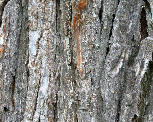 Dettaglio della corteccia del vecchio albero — Foto Stock