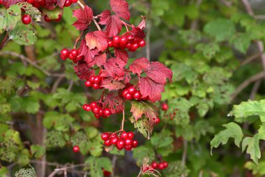 Bush ile yeşil arazi kırmızı kırmızı meyveler yaprakları