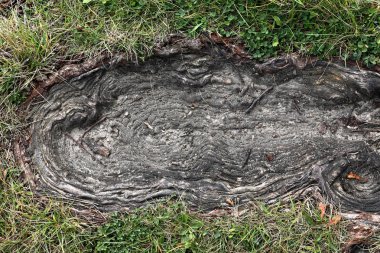 Ağaç kök bir çim çizgi deseni ile