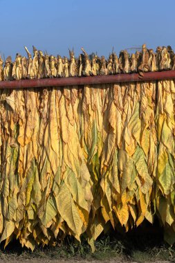 Olgun yeni dışında bir karavanda asılı tütün hasat