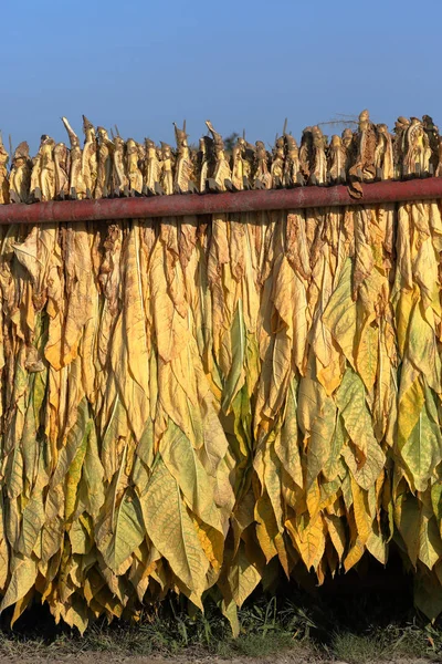 Olgun yeni dışında bir karavanda asılı tütün hasat