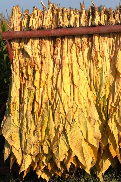 Olgun yeni dışında bir karavanda asılı tütün hasat