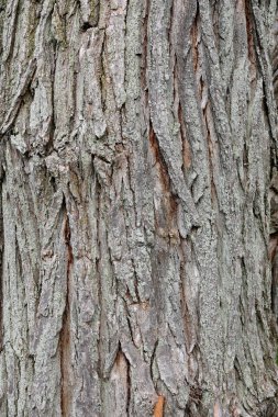 Eski bir parkta ağaç kabuğu detay