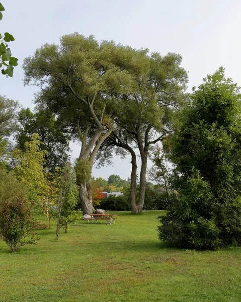 Bir park ortamda görkemli ağaçları — Stok fotoğraf