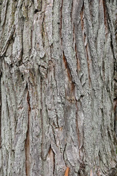 Eski bir parkta ağaç kabuğu detay