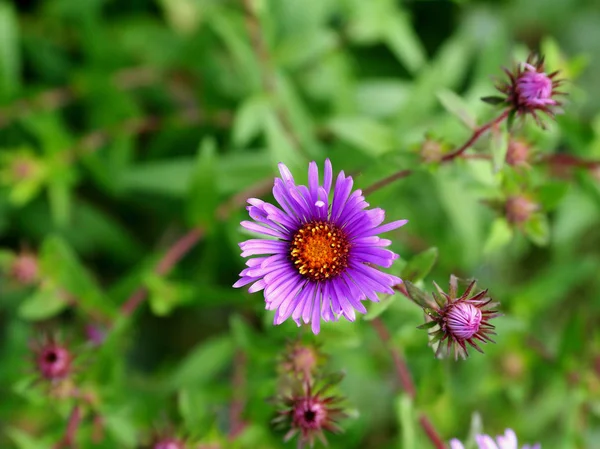 Фиолетовый цветок на фоне зеленых листьев — стоковое фото