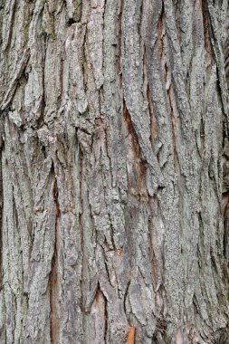 Eski bir parkta ağaç kabuğu detay