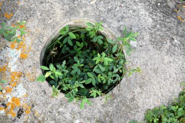 Yabani otlar Merkezi'yle post delik beton Höyük