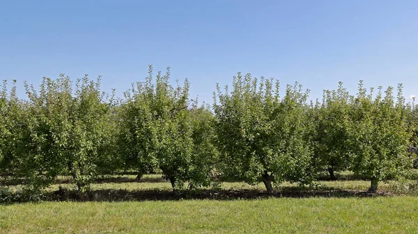 矮苹果树边上的果园 — 图库照片