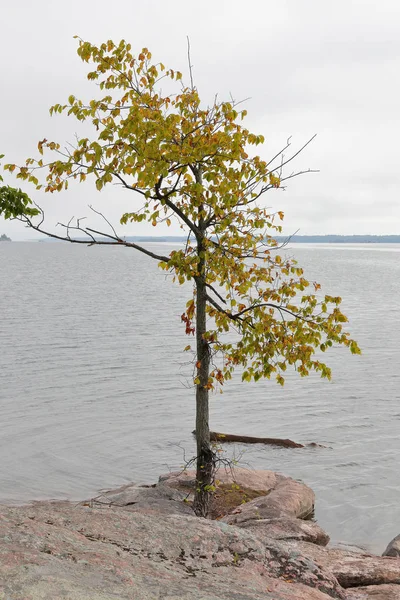 Strom, který roste ve skalách na břehu řeky St Lawrence — Stock fotografie