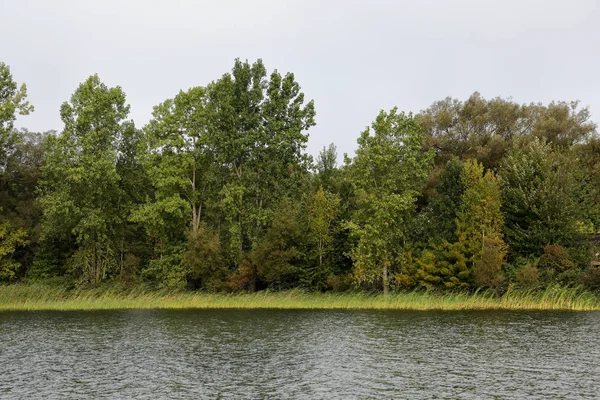 Riverbank met grassen en bomen — Stockfoto