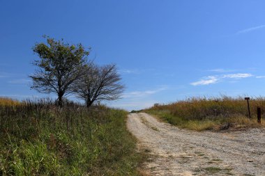 Bir yalnız çakıl yol kenarındaki iki ağaç
