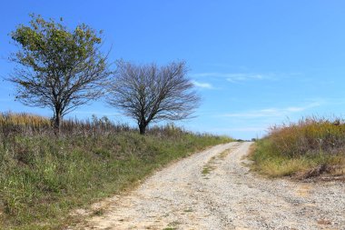 Bir yalnız çakıl yol kenarındaki iki ağaç