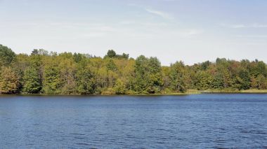 Ağaçlar yaz mavi göl kıyısında 