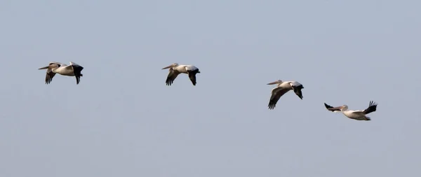 Quatro pelicanos voando em formação — Fotografia de Stock