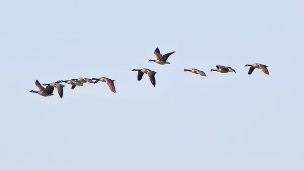Canadá gansos voando em uma linha — Fotografia de Stock