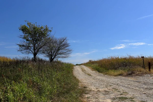 Bir yalnız çakıl yol kenarındaki iki ağaç