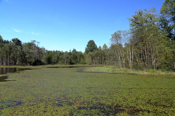 Almohadillas Lilly en la superficie y árboles en la orilla de un lago — Foto de Stock