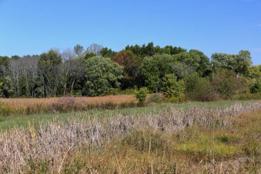 Çayır uzun otlar ve ağaçlar