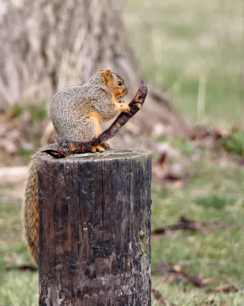 Esquilo cinzento num poste com uma vagem de sementes — Fotografia de Stock