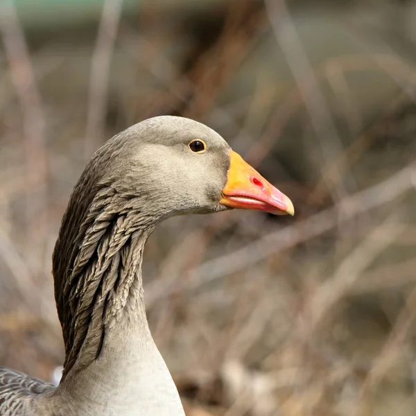 Primer plano de cabeza y cuello de un ganso doméstico con pico naranja — Foto de Stock