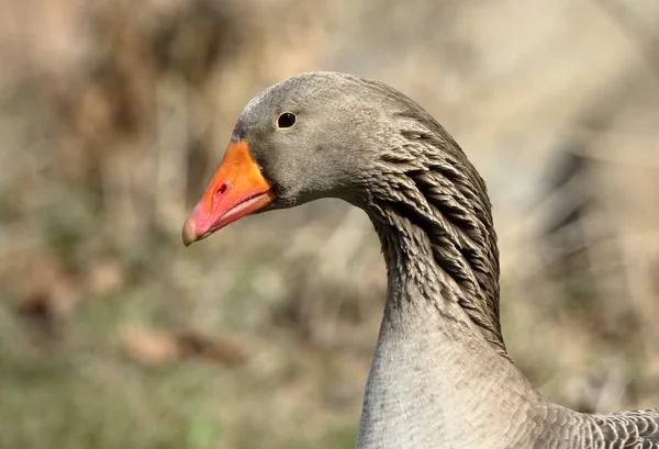 Primer plano de cabeza y cuello de un ganso doméstico con pico naranja — Foto de Stock