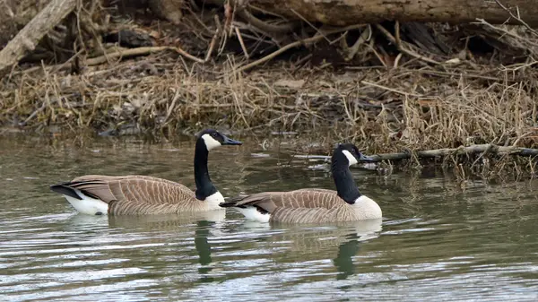 Paar Canadese ganzen zwemmen op stilstaand water. — Stockfoto