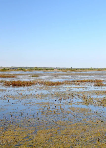 Marsh, Milli Yaban hayatı Sığınağı — Stok fotoğraf