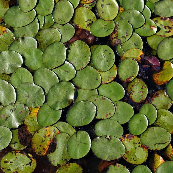 Прокладки Лили на поверхности озера — стоковое фото
