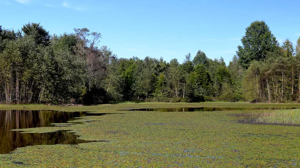 リリー パッドの表面と湖の岸辺の木 — ストック写真