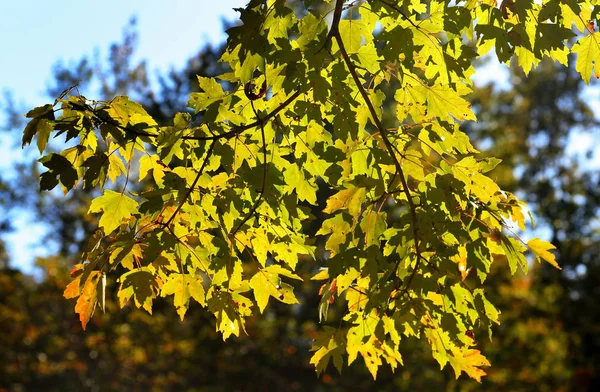 Maple tree branches back-lit em um dia ensolarado — Fotografia de Stock