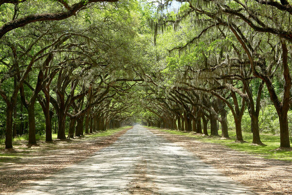 Spanish moss on trees lining a road in coastal Georgia