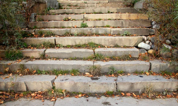 Stone stairway with weeds and grasses — 스톡 사진