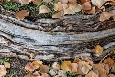 Bir çim çizgi deseni ile bir ağaç kök closeup