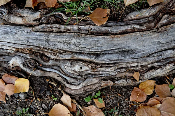 Close-up van een wortel van de boom in een gazon met lijnpatroon — Stockfoto